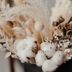 Dried plants